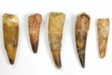 Lot: to Bargain Spinosaurus Teeth - Pieces #141537-1